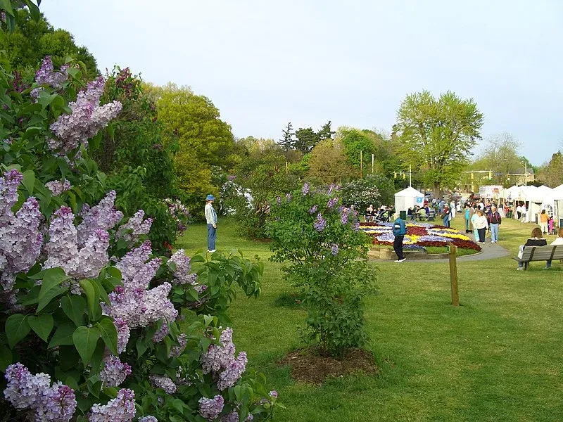 ROCHESTER LILAC FESTIVAL